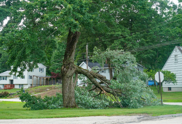 Layton, UT Tree Removal Company